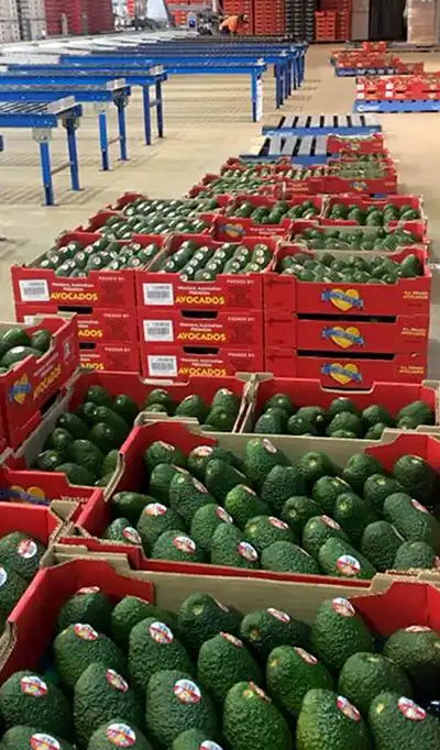 The Avocado Collective